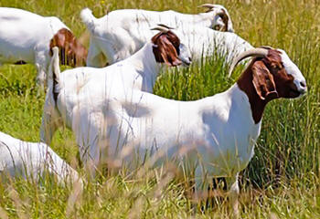 Boar Goats Grazing