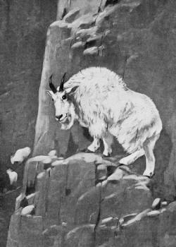 Rocky Mountain Goat