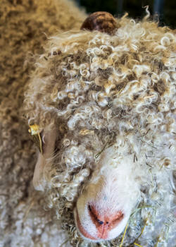 Angora Goat Golden Fleece