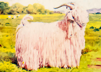 Angora Goat Buck