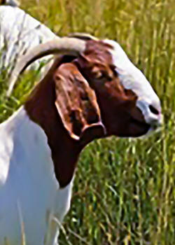 Boar Goat Horns