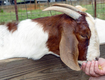 Goat Being Fed