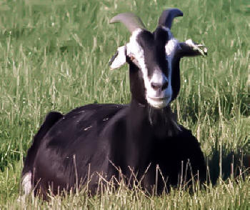 British Alpine Goat