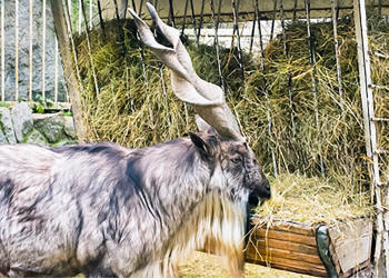 Goat Feeder With Mountain Goat