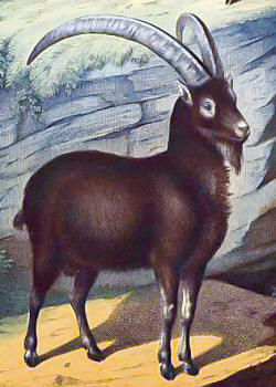 Bezoar Goat Horns