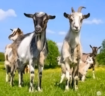 Goat Farming