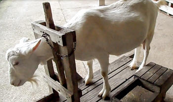 Goat In A Stanchion