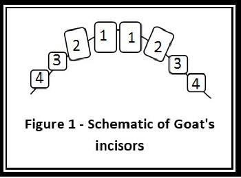 Schematic Of Goat's Incisor Teeth